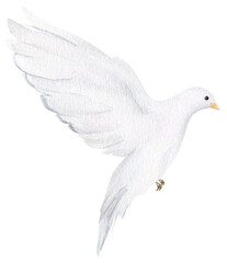 Watercolor white dove. Hand drawn watercolor illustration. decorative design elements.