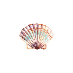 Seashell. Marine animals. The seabed. Watercolor illustration. Inhabitants of the depths. Summer vacation. Vacation at the sea.