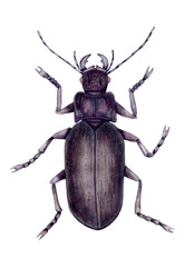 Large carabus garden beetle in black. Hand-drawn watercolor illustration isolated on white background. The insect is a rigid-winged beetle seen from above.