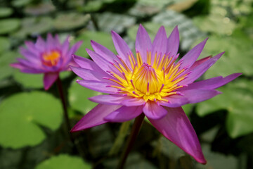Obraz premium Violet water lily (Nymphaea colorata) with a beautiful flower on the water in a botanical garden pond. Close-up view of floral aquatic plant in bloom with large green leaves and bright flowers.
