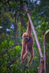 gibbon monkey hanging on tree plank