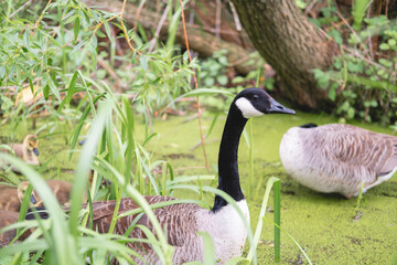A duck family with little ducklings on a lake or pond surrounded by green grass and plants in Figgate Park in Edinburgh, Scotland.