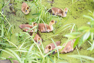 A group of ducklings swimming on a lake or pond surrounded by green grass and plants in Figgate Park in Edinburgh, Scotland.