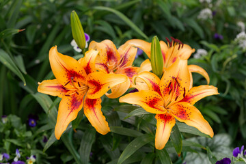 Obraz premium Flowerbed with blooming lilies in the garden. Gardening, landscape design.