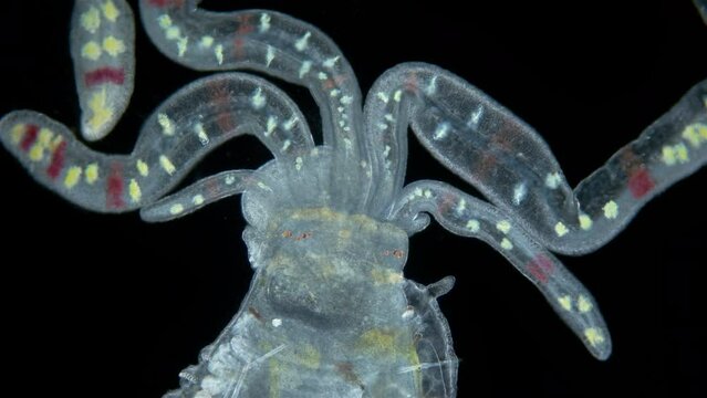 Worm Polychaeta of family Terebellidae under the microscope, phylum Annelida. Possibly late larval stage. Internal organs close-up. Red sea