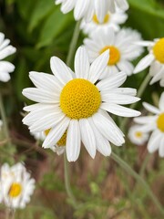 Obraz premium daisy flower