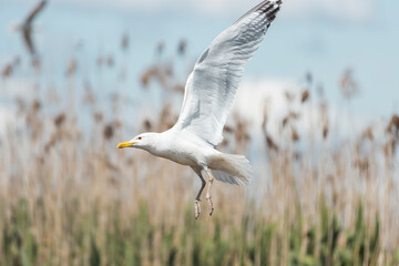 seagull flies on a background of reeds