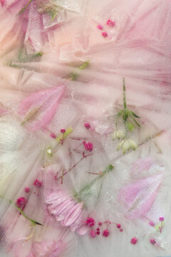 abstract background of frozen flowers and pink petals