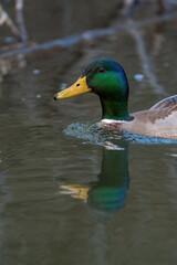 Duck swimming in the water in the river