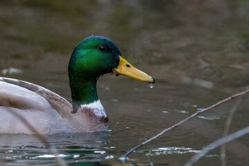 Duck swimming in the water in the river