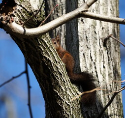 écureuil se cahce dans un arbre derrière une branche