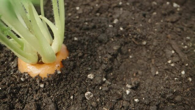 Carrot tips and green tops stick out of the ground. The camera is flying from above. close-up.