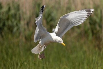 seagull lands in green thickets
