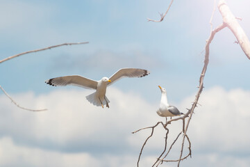 spring courtship of white birds, seagulls