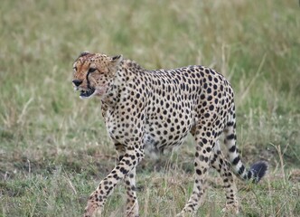 Leopardo Kenia masái mara 
