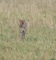 Naklejka premium cheetah in serengeti