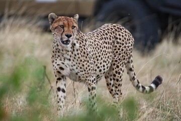 cheetah in the savannah