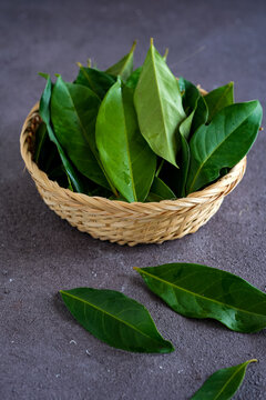 daun salam or bay leaf. the leaves traditionally used as a food flavouring.