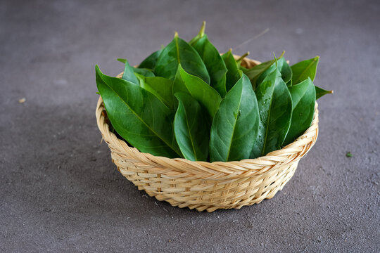 daun salam or bay leaf. the leaves traditionally used as a food flavouring.