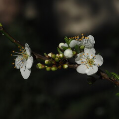 Les arbres fleurissent au printemps