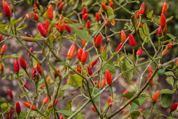 Growing red chili or chili peppers (Capsicum annuum) plant in a garden in C&oacute;rdoba, Andalusia, southern Spain, Europe. 