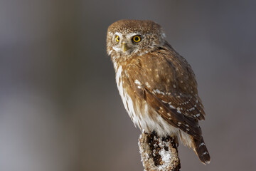 Owls - European pygmy owl (Glaucidium passerinum) sitting on the branch in oak forrest. Wisdom symbol. Detail of bird looking out of the camera. Wildlife, Slovakia, Europe