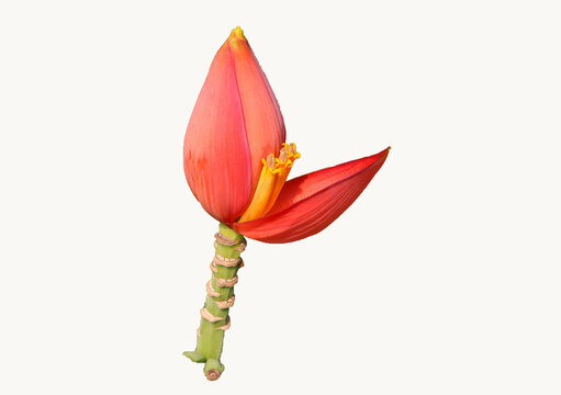 Pink Banana blossom about isolated on white background - Musa ornata Roxb