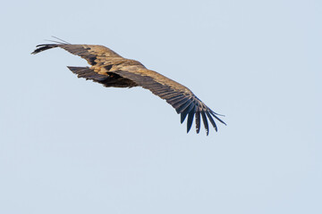 Griffon vulture flying through the blue sky