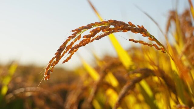 Golden ears of wheat in the rice fields at sunset