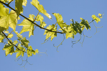 grape leaf
