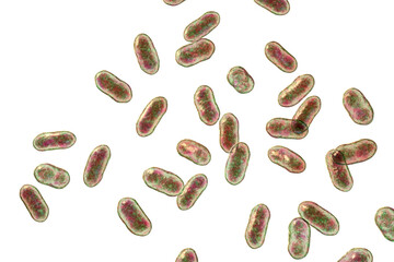 Prevotella bacteria, 3D illustration. Gram-negative anaerobic bacteria, cause anaerobic infections of respiratory tract and other location