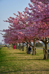 blossom tree, Sakura shore in Tokyo