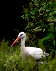 Portrait of a bird.