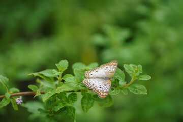 Butterfly in its essence before nature. Borboleta na sua essência diante da natureza. 