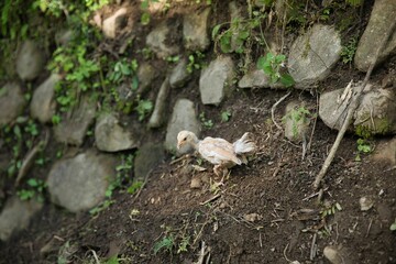 Naklejka na ściany i meble A baby chick in Banaue in the Philippines on a small hill, with a stone wall in the background.