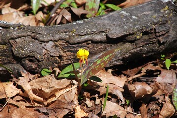 Wild Columbia Lily flowering on the forest floor in the Spring season