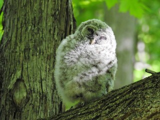 baby Barred owl