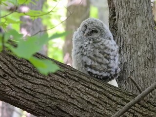 baby barred owl taking a nap while exploring his new world