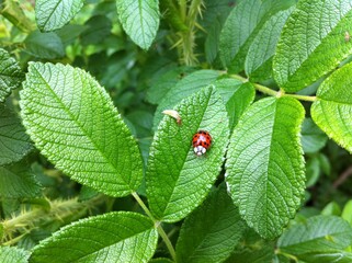 ladybug on green leaf