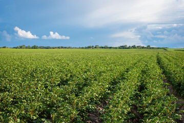 Fototapeta na wymiar Landscape of potato field. Bright photo of potato plants in agricultural field