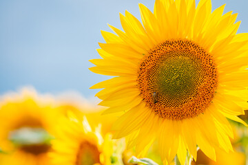 Close up shot with copy space of blooming sunflowers against blue sky. Bright sunflowers in the field