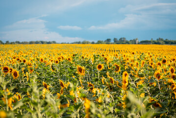 Obraz premium Agricultural field of blooming sunflowers in countryside. Landscape of sunflowers in the evening