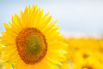 Obraz premium Bright blooming sunflower in agricultural field. Vibrant photo of agricultural field of sunflowers in Summer, one sunflower higher others, selective focus