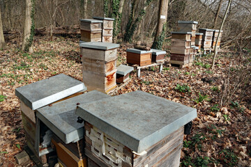 Bienenstöcke im Wald