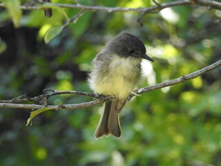 Fluffy Eastern Phoebe bird perched on a branch 