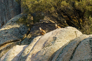Fototapeta na wymiar Griffon Vultures nest on a granite rock with trees next to it