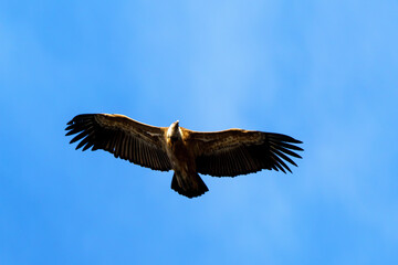 Obraz premium Griffon vulture flying through the blue sky
