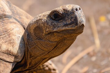 A headshot of a tortoise in the wild at Nakuru, Kenya