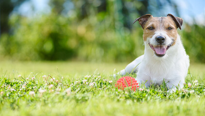 Happy smiling dog lying on green grass with toy ball resting after active game. Panoramic banner background