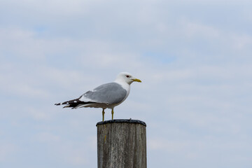 a common gull or sea mew (Larus canus) stands on top of a wood column